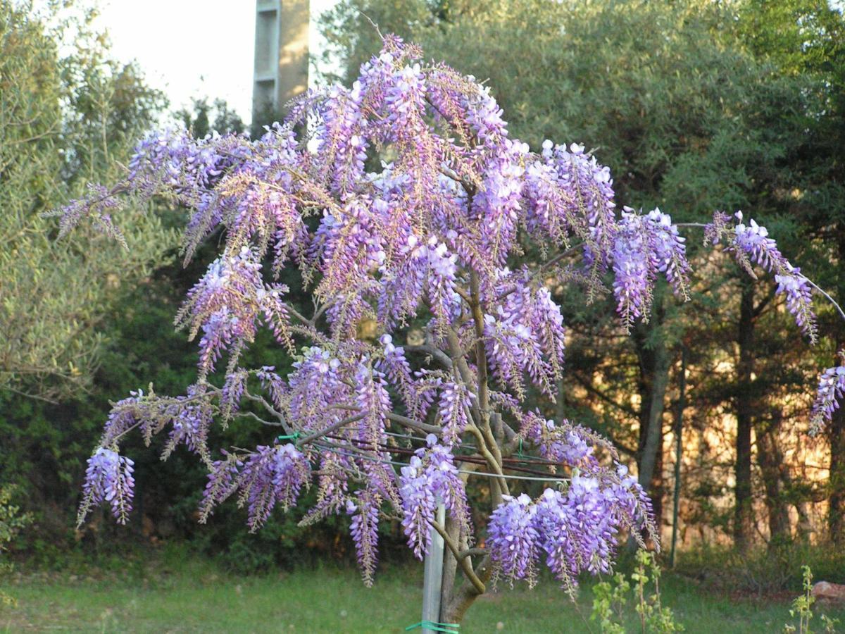 Le Jardin Des Selves Bed & Breakfast Draguignan Dış mekan fotoğraf